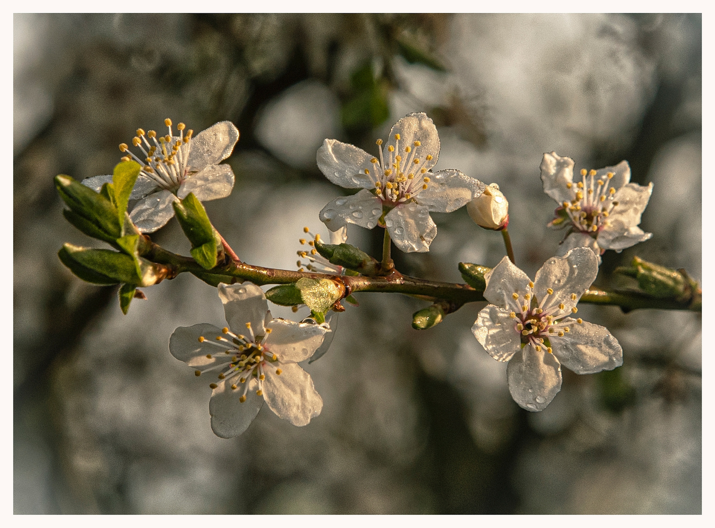 Weissdornblüten