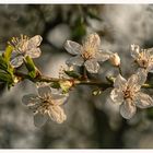 Weissdornblüten