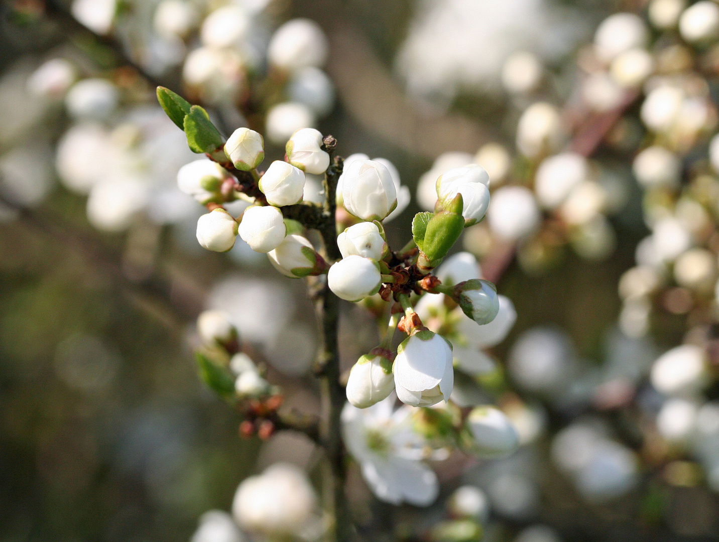 Weißdornblüten