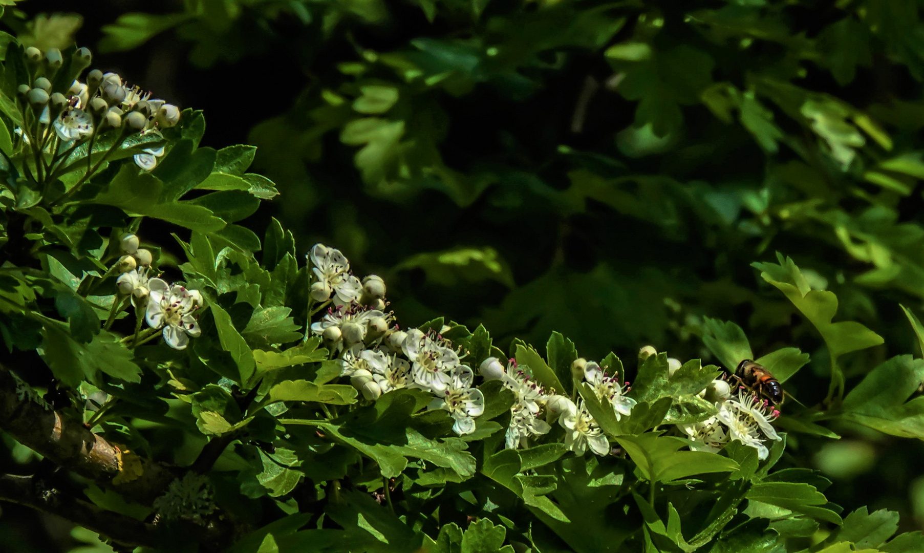 Weißdornblüten ...