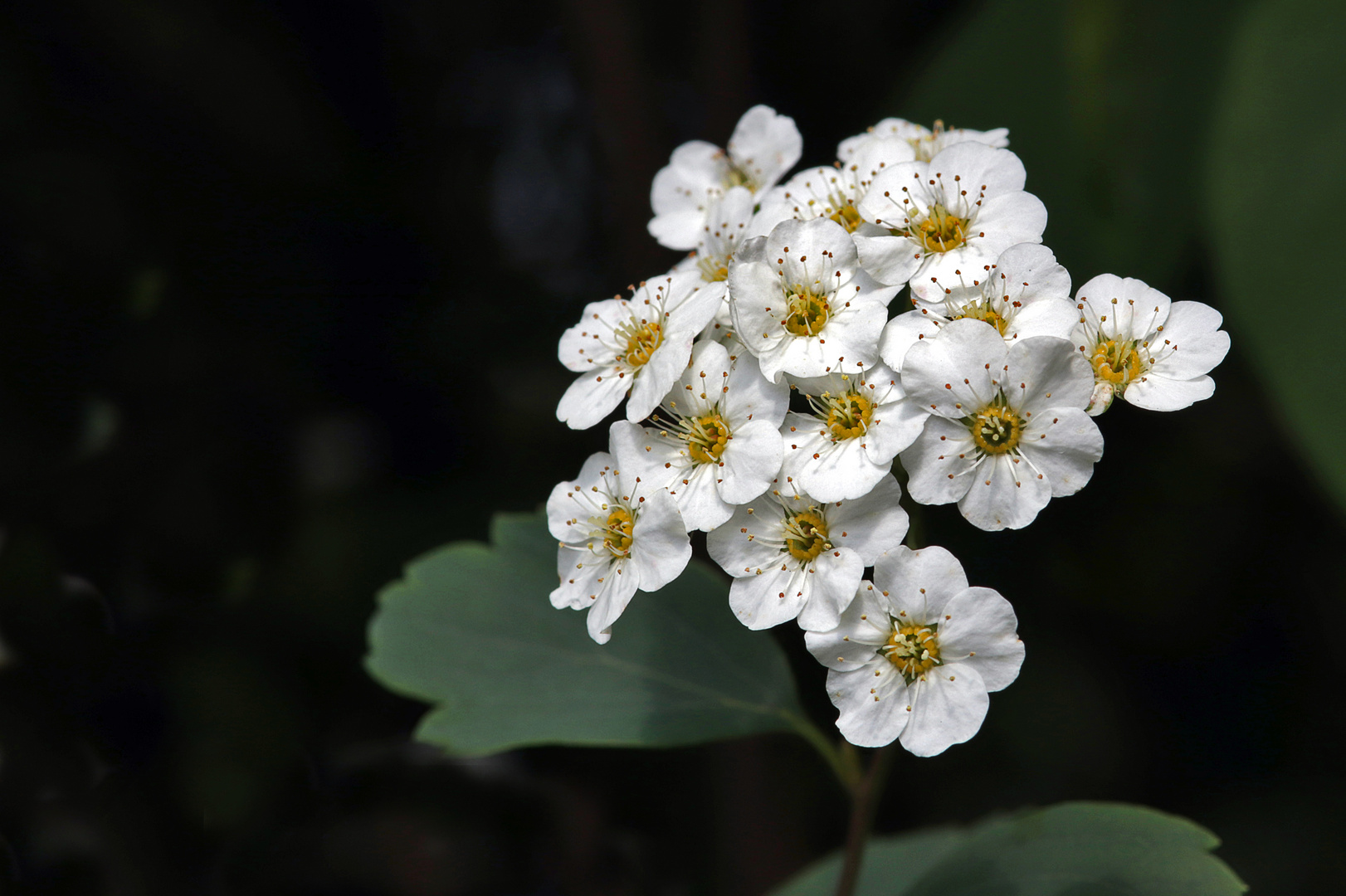 Weissdornblüten....