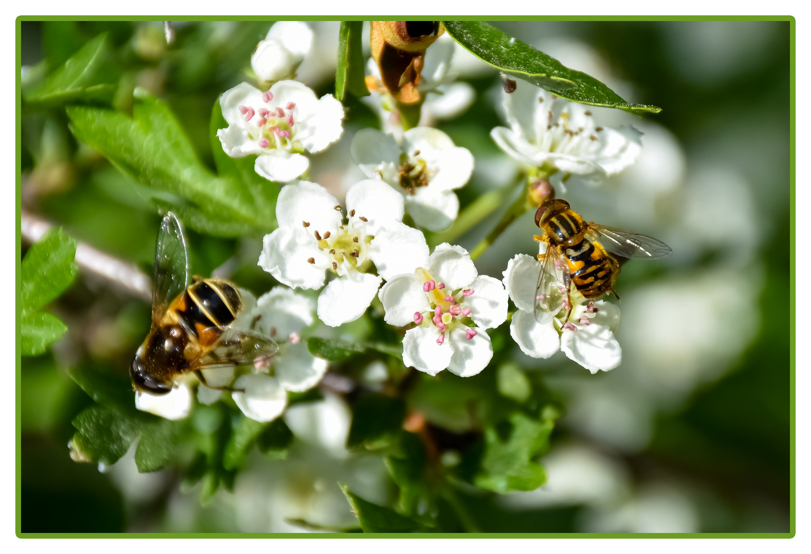 Weißdornblüten