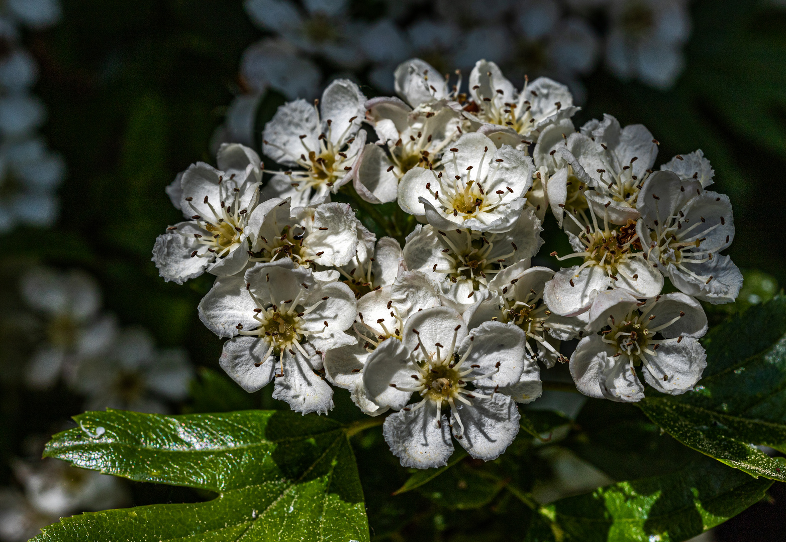 Weißdornblüten