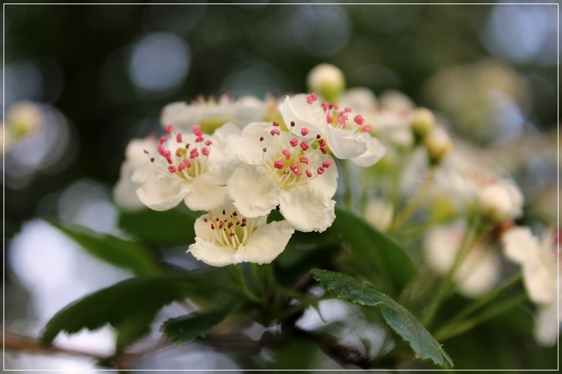 Weißdornblüten