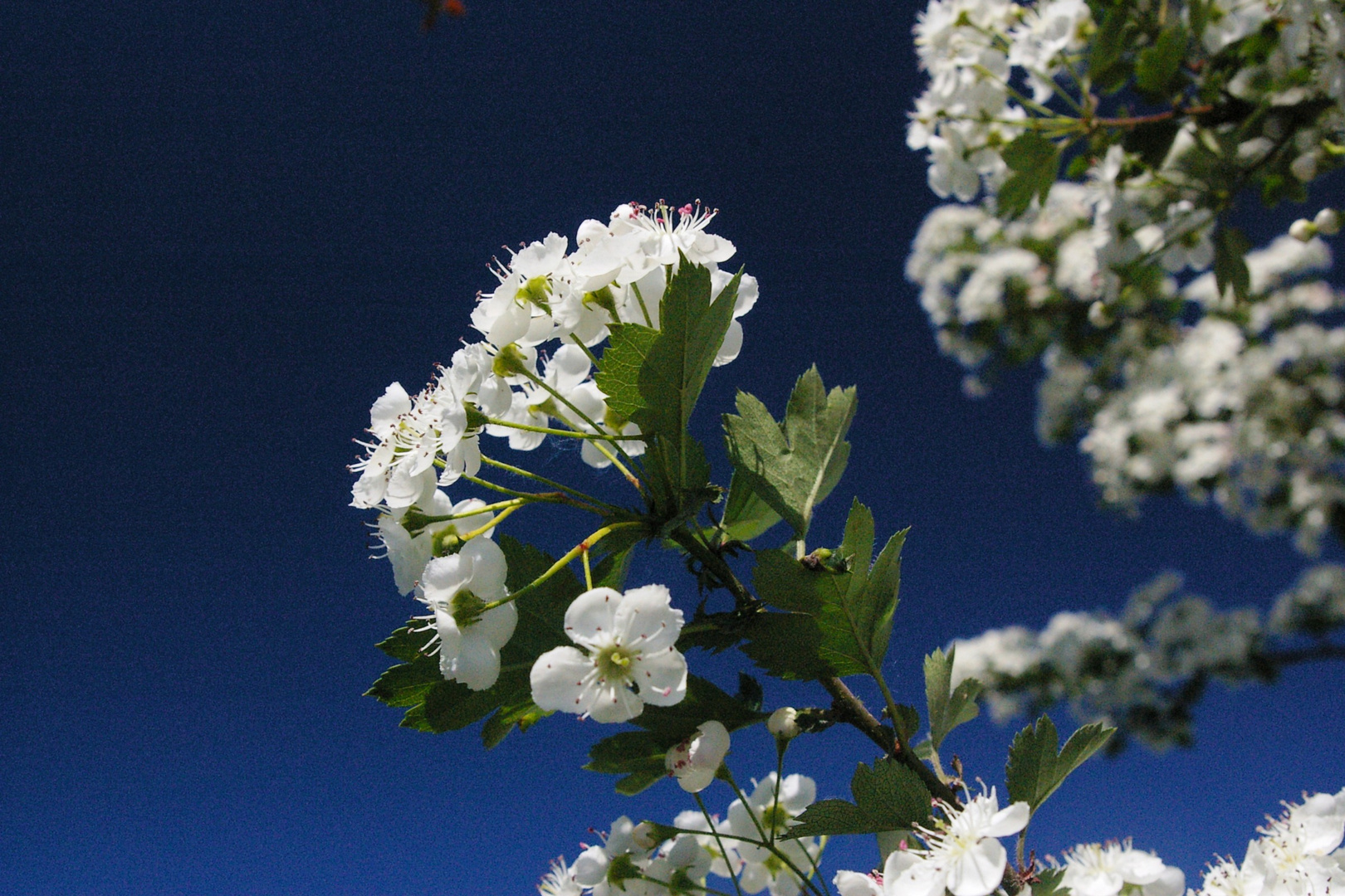 Weissdornblüten