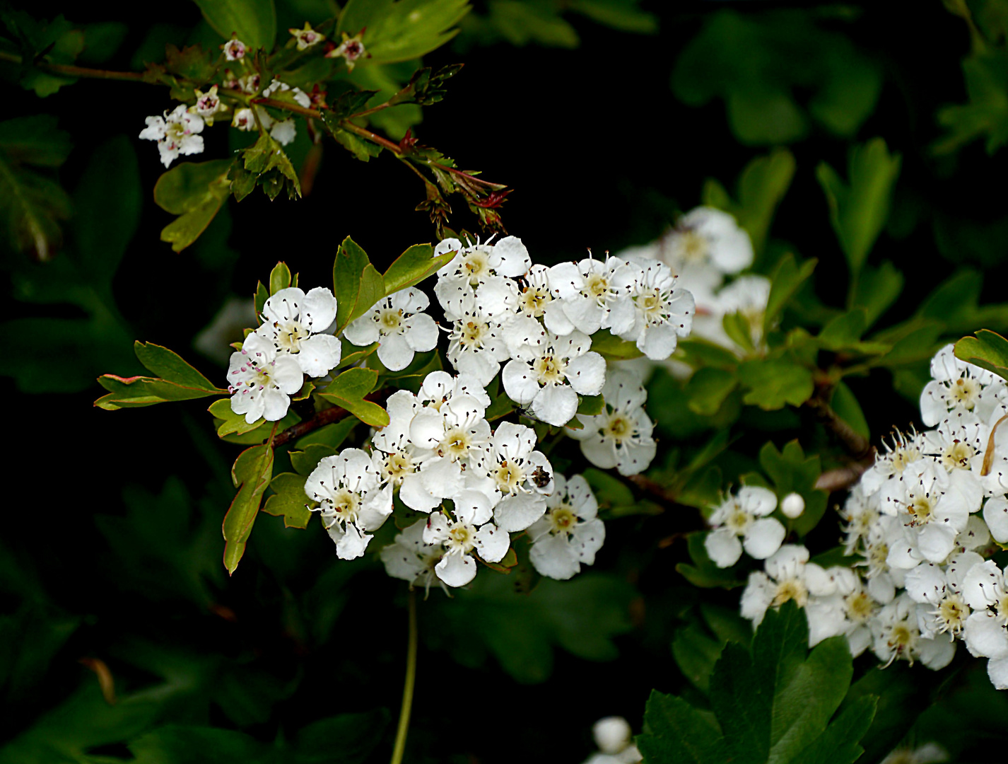 Weißdornblüten am Eulenkopfweg II an der Düssel.