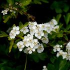 Weißdornblüten am Eulenkopfweg II an der Düssel.