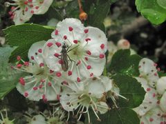 Weißdornblüten