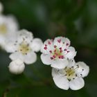 Weißdornblüten im farblichen Wandel