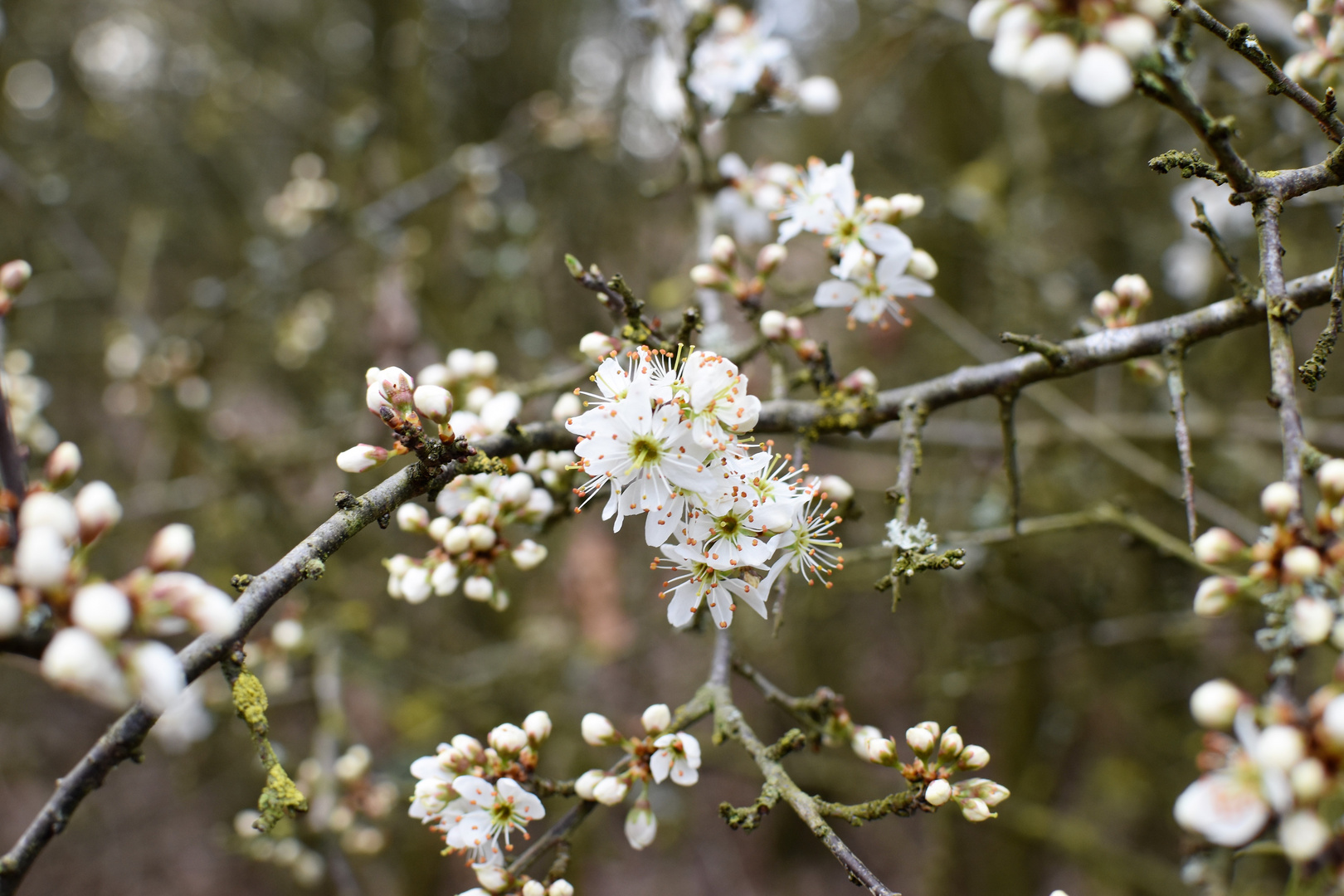 Weißdornblüten im Frühling