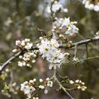 Weißdornblüten im Frühling