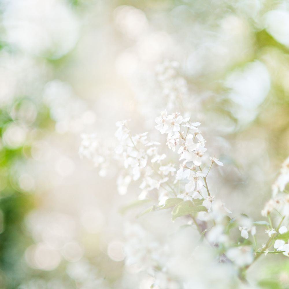 Weißdornblüten im Gegenlicht von Eric Wüstenhagen 