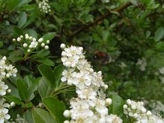 Weissdornbusch mit Hummel