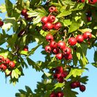 Weißdornfrüchte im Herbst