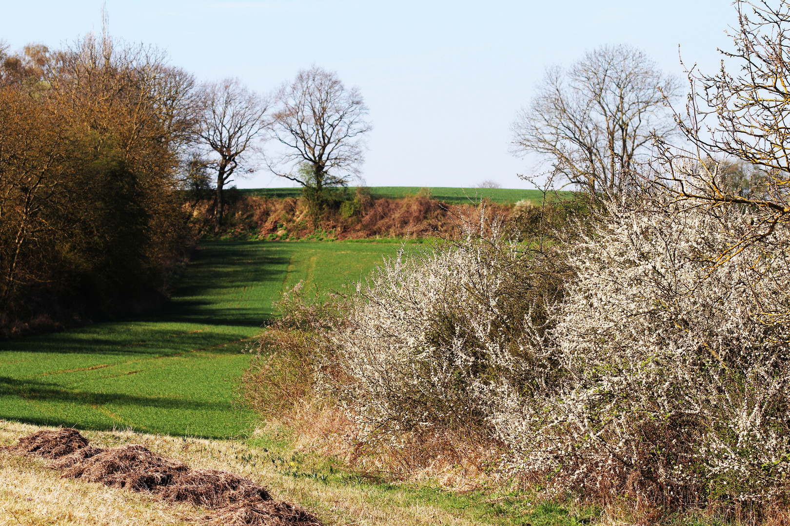 Weißdornhecke "Beim Roten Kreuz"