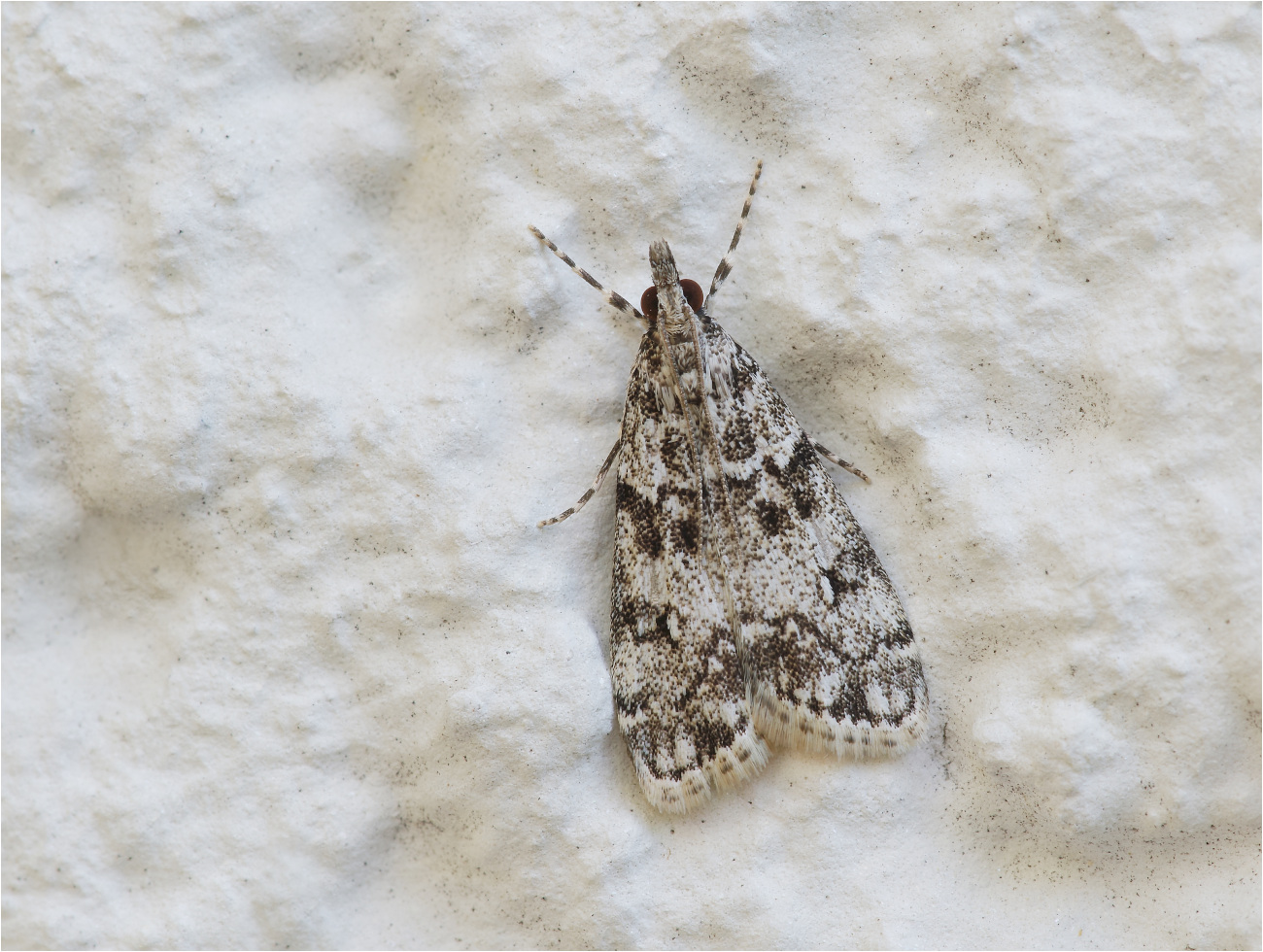 Weißdornstammzünsler (Eudonia lacustrata)