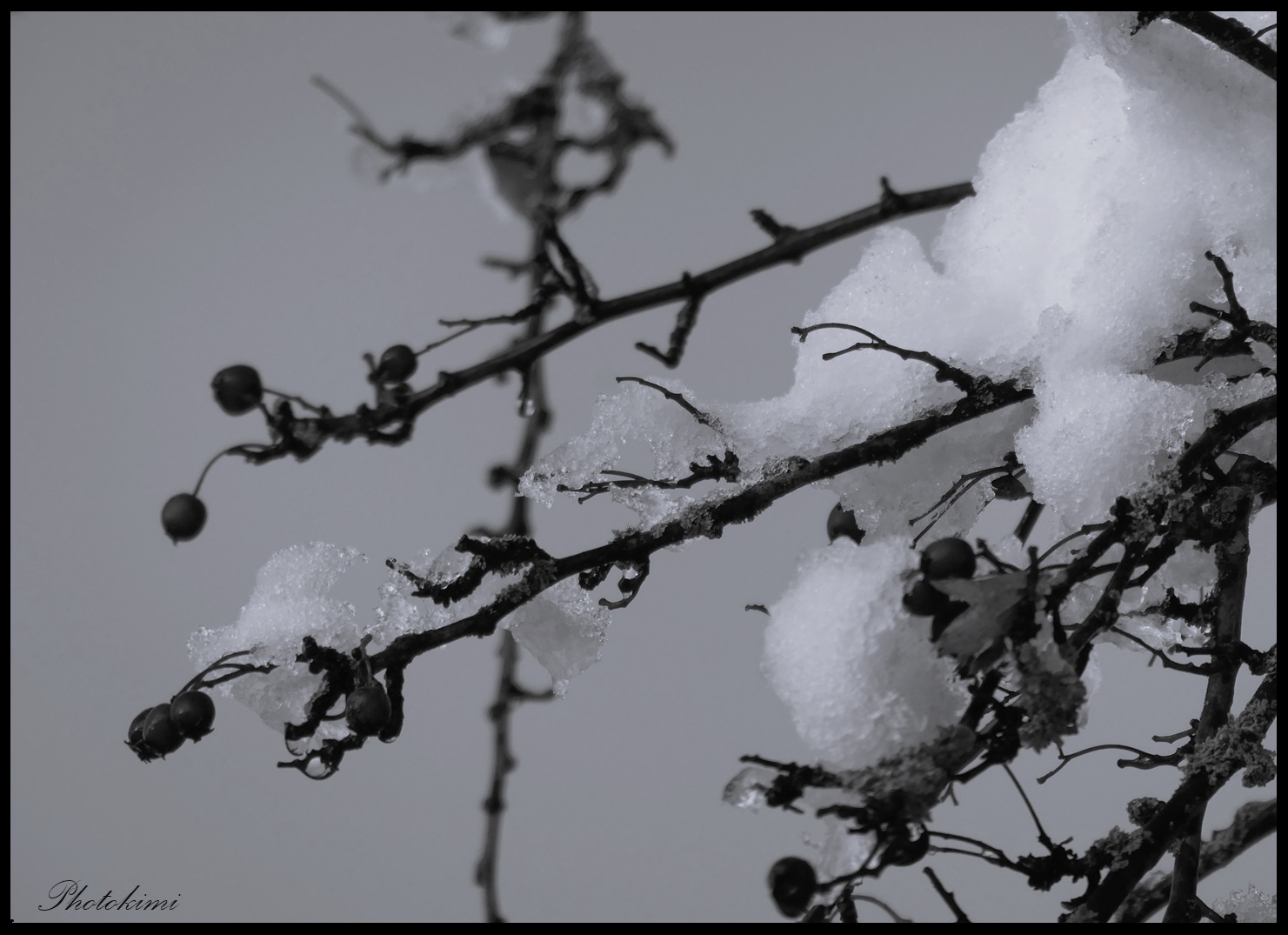 Weißdornzweige mit Schneehauben