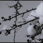 Weißdornzweige mit Schneehauben