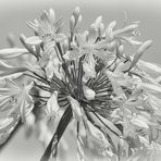 weisse Agapanthus-Bluete