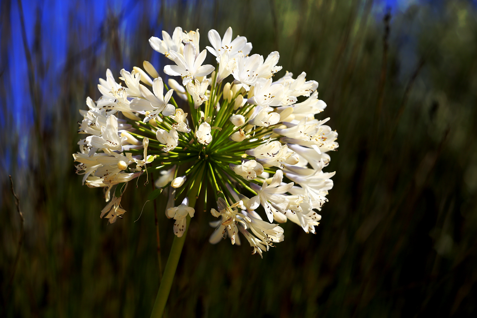 Weisse Agapanthus