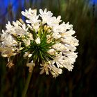 Weisse Agapanthus