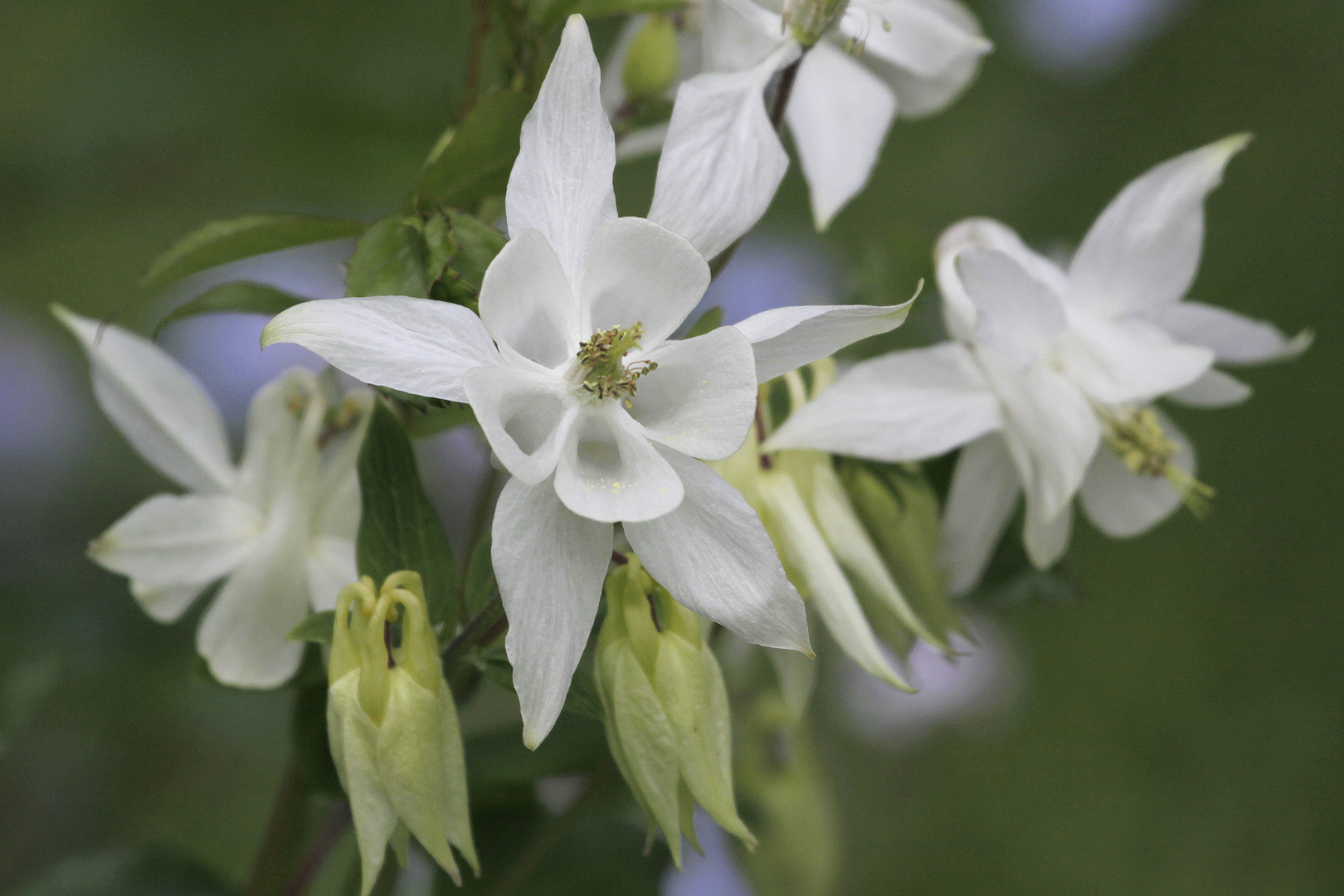 weiße akeleiblüte