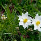 Weisse Alpen-Anemone, Alpen-Kuhschelle (Pulsatilla alpina)