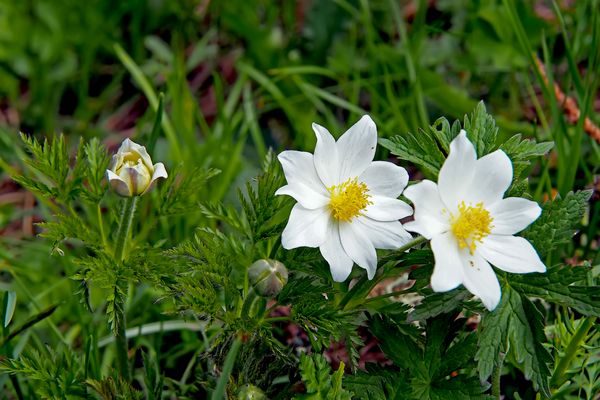 Weisse Alpen-Anemone, Alpen-Kuhschelle (Pulsatilla alpina)