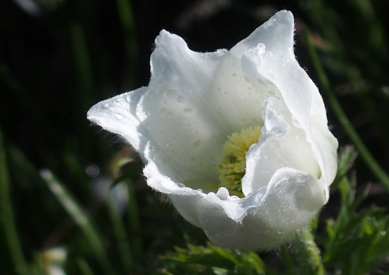 Weisse Alpen-Anemone 'Pulsatilla alpina'