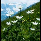 Weisse Alpen-Anemone (Pulsatilla alpina)