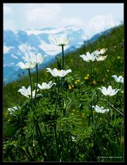 Weisse Alpen-Anemone (Pulsatilla alpina)