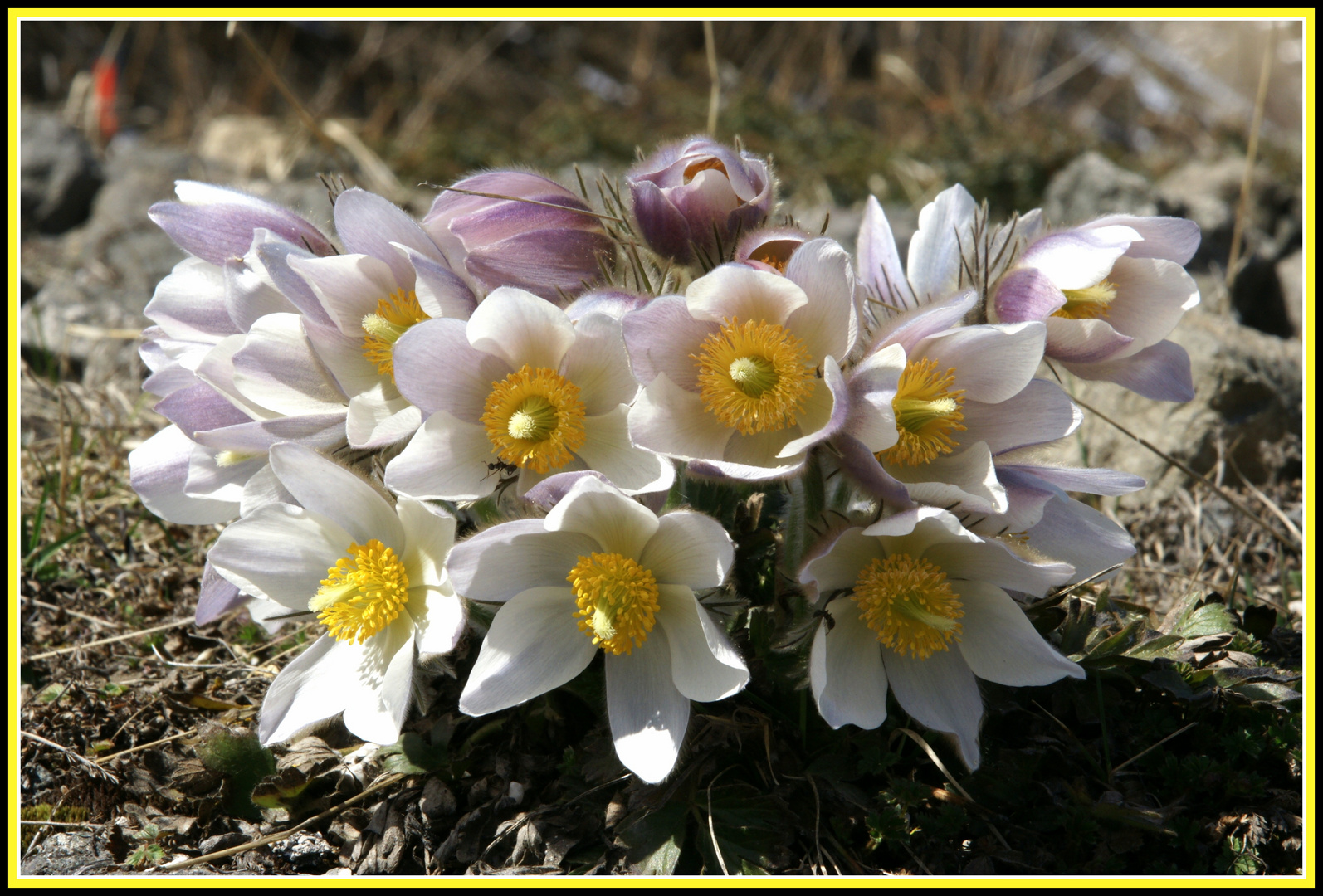 Weisse Alpenanemone