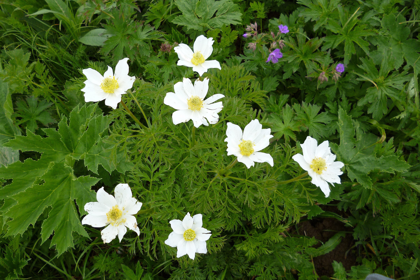 Weiße Alpenanemone (Pulsatilla alpina)