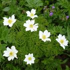 Weiße Alpenanemone (Pulsatilla alpina)