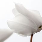 weiße Alpenveilchenblüte