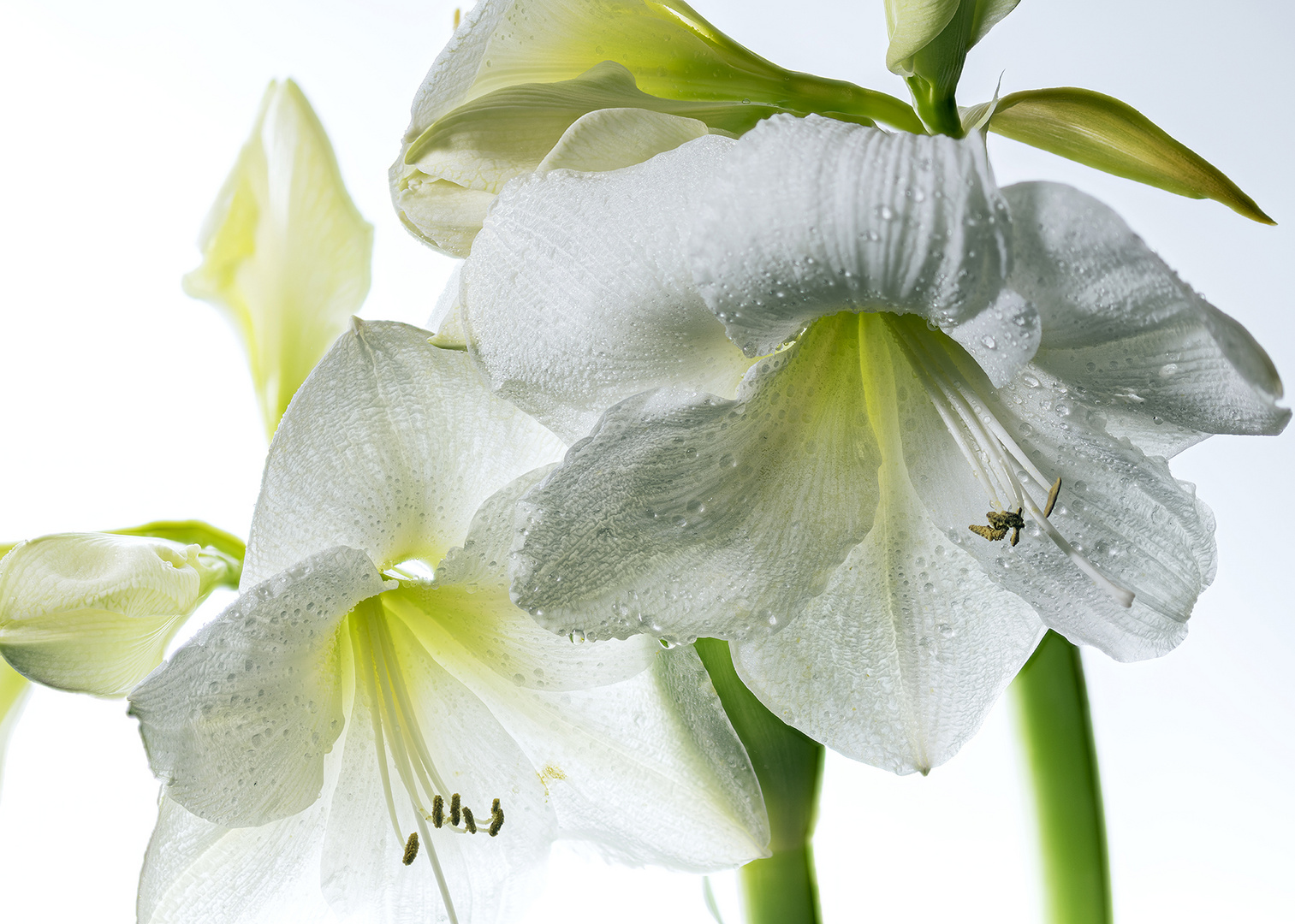 Weisse Amaryllis