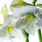 Weisse Amaryllis