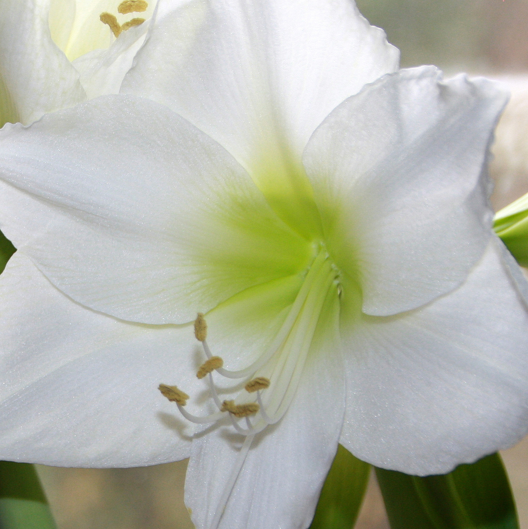 weiße Amaryllis 1