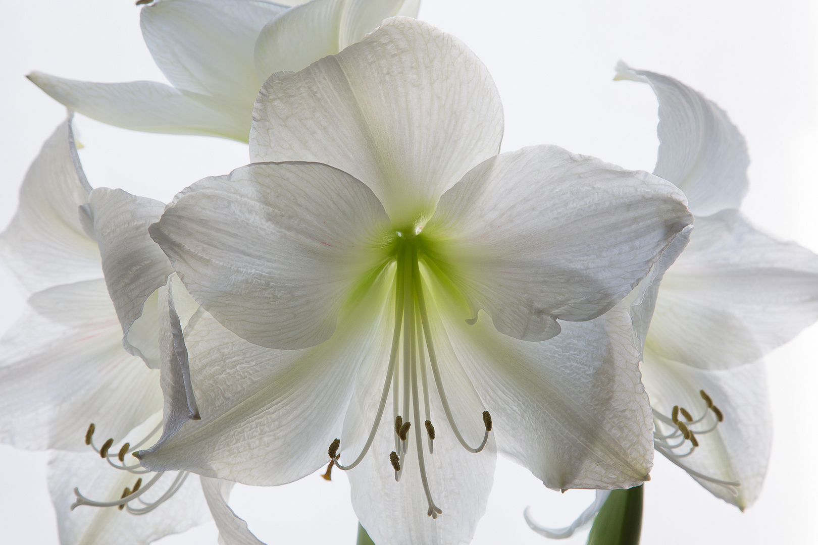 Weiße Amaryllis