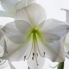 Weiße Amaryllis