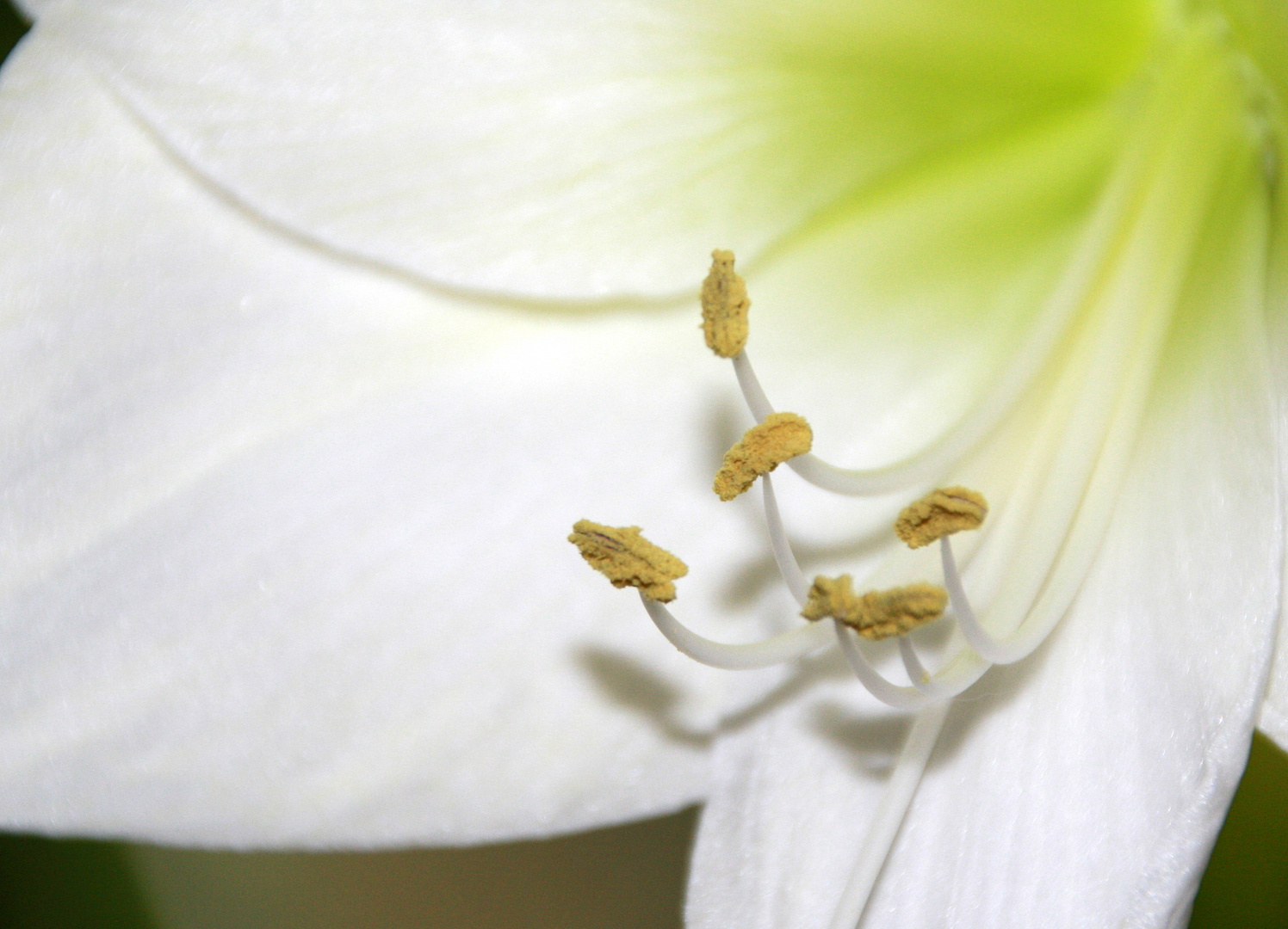 weiße Amaryllis 2