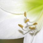 weiße Amaryllis 2