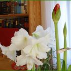 Weisse-Amaryllis-