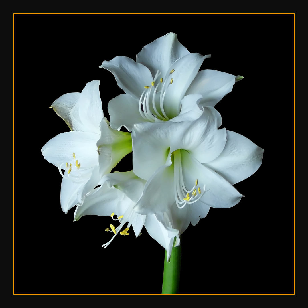 Weiße Amaryllis