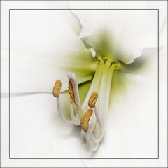 Weiße Amaryllis