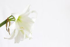 weiße Amaryllis