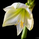 Weisse Amaryllis