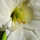 weiße Amaryllis