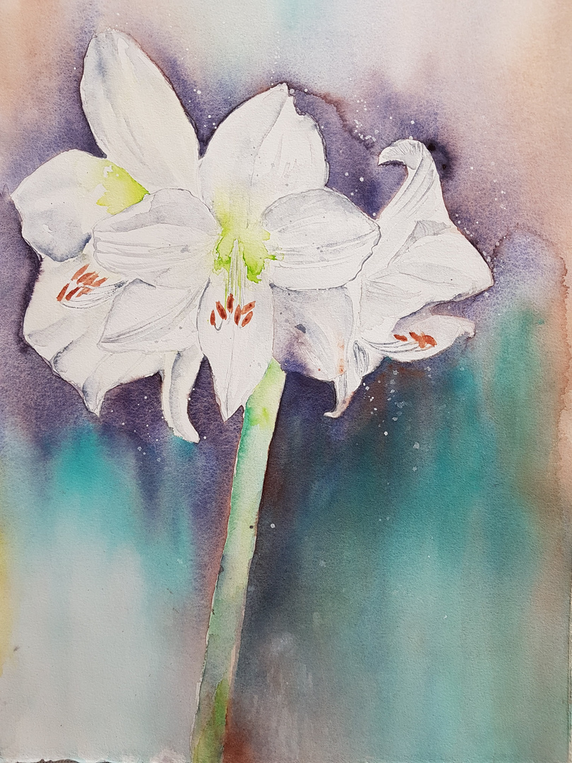 Weiße Amaryllis