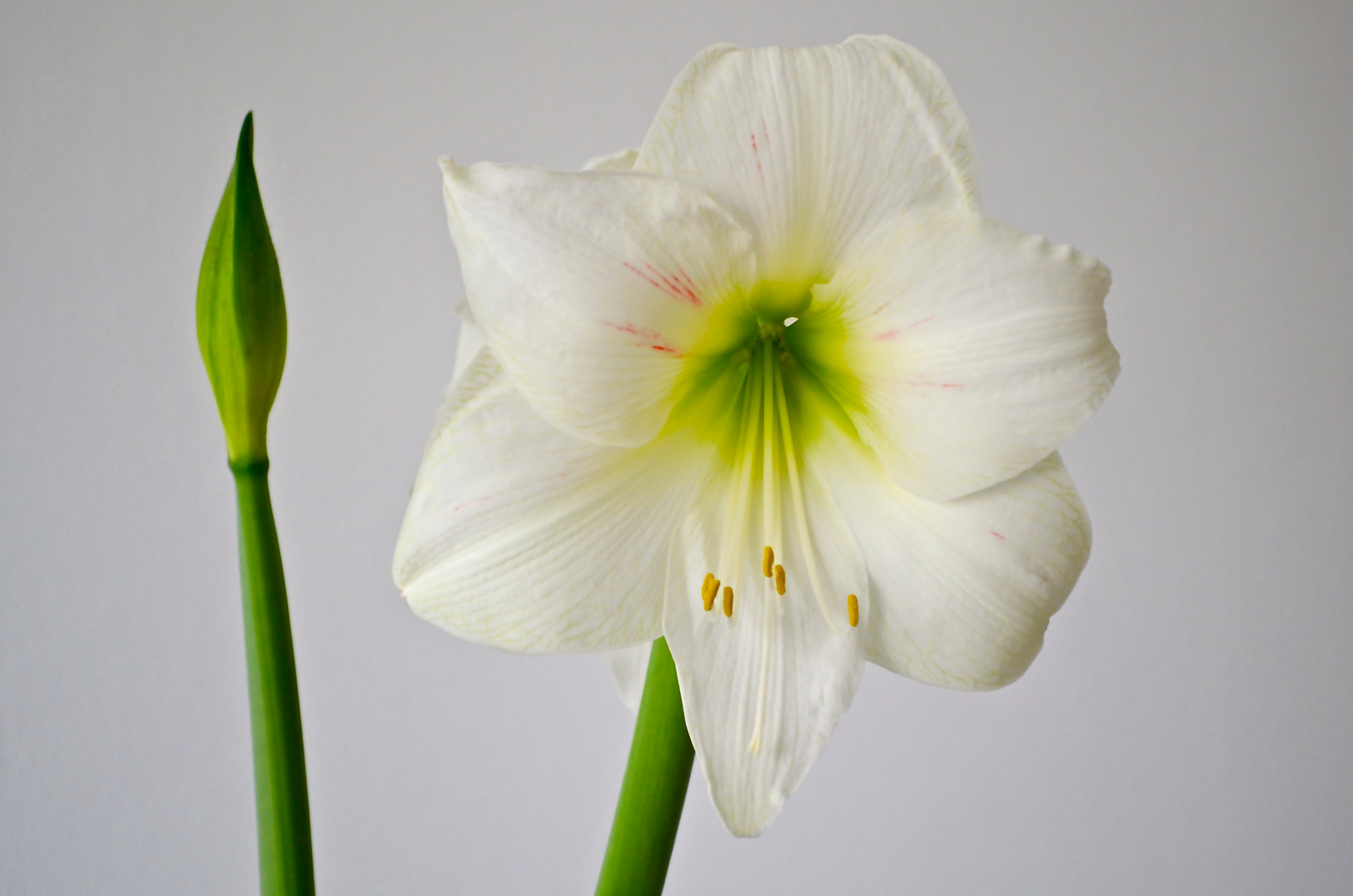 weiße Amaryllis